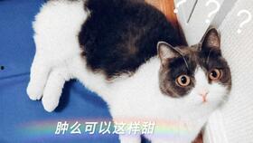 娱乐吃瓜酱cp,揭秘娱乐圈甜蜜背后的秘密